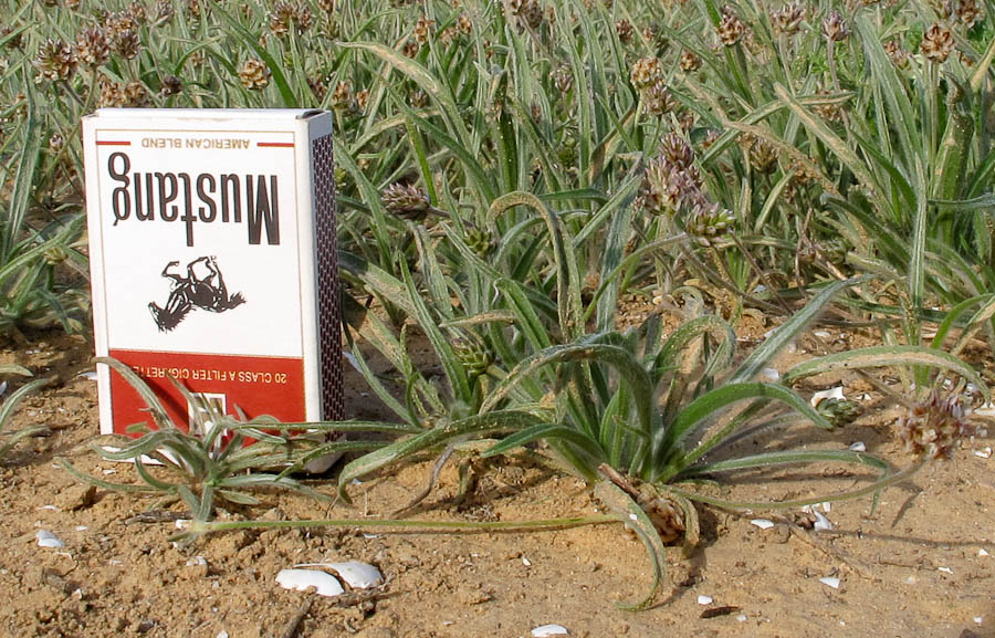 Image of Plantago ovata specimen.