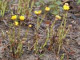 Tussilago farfara