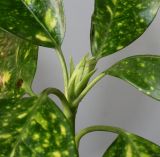 Aucuba japonica. Верхушка побега с раскрывающейся почкой ('Variegata'). Германия, г. Кемпен, у прогулочной дорожки. 22.03.2013.