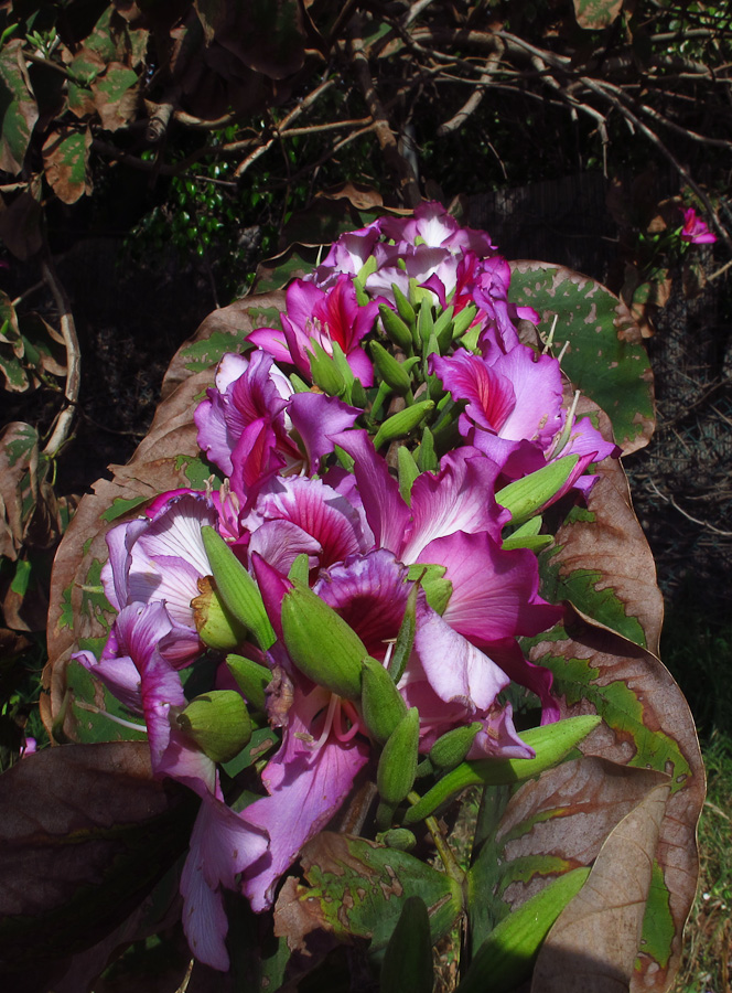 Image of Bauhinia variegata specimen.