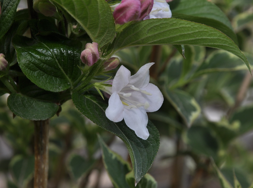 Image of genus Weigela specimen.