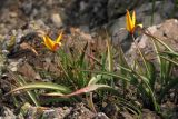 Tulipa australis. Цветущие растения. Южный Берег Крыма, гора Аю-Даг. 26 апреля 2013 г.