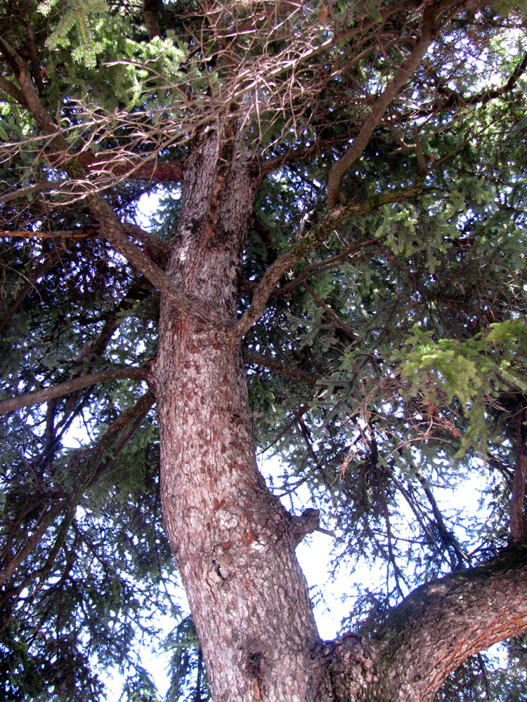 Image of Abies nordmanniana specimen.