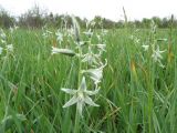 Ornithogalum boucheanum. Цветущие растения. Украина, Днепропетровская обл., бассейн р. Самары. 02.05.2009.