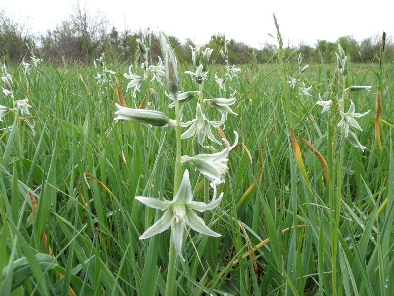 Изображение особи Ornithogalum boucheanum.