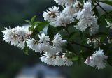 Deutzia scabra var. candidissima