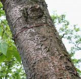 Idesia polycarpa