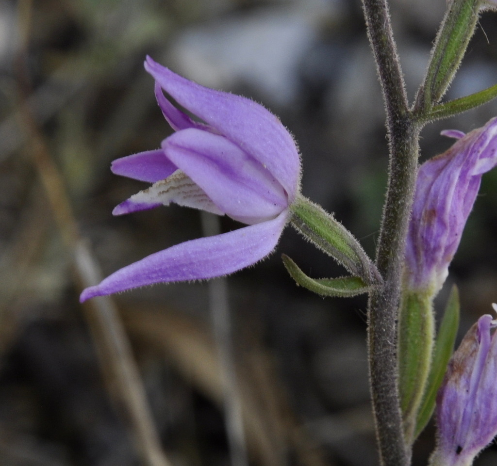 Изображение особи Cephalanthera rubra.