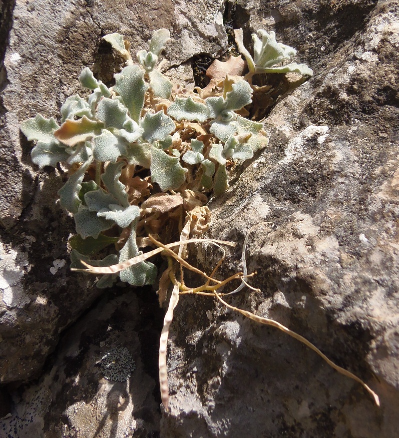 Image of Arabis caucasica specimen.