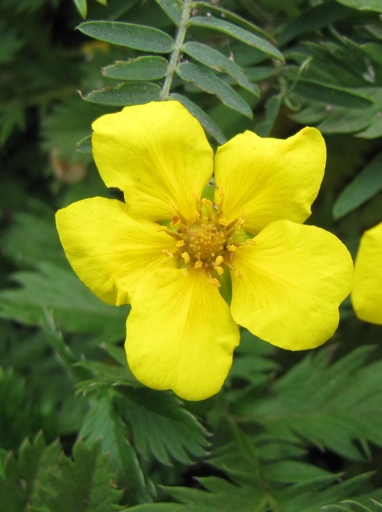 Image of Potentilla anserina specimen.