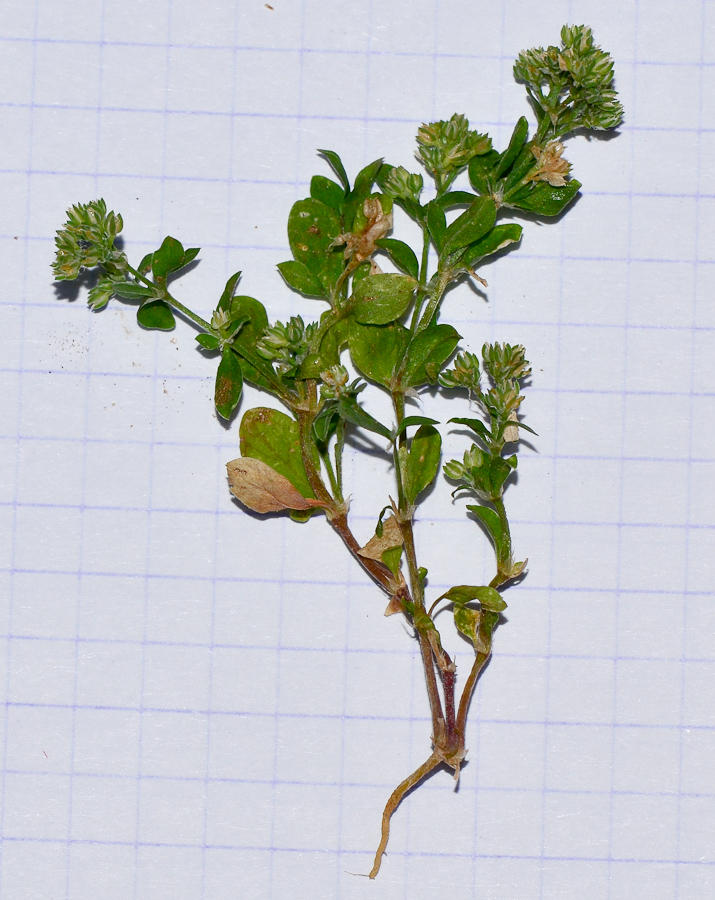Изображение особи Polycarpon tetraphyllum.