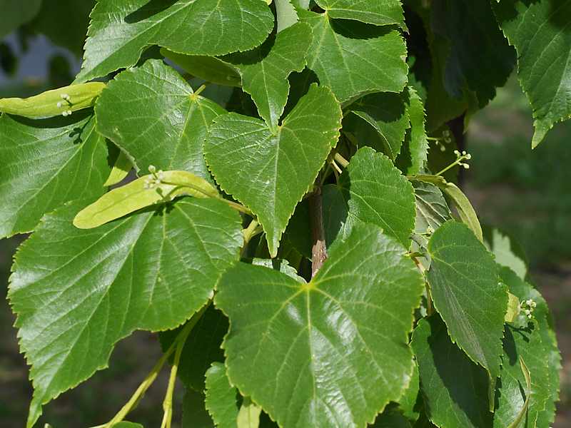 Изображение особи Tilia cordata.