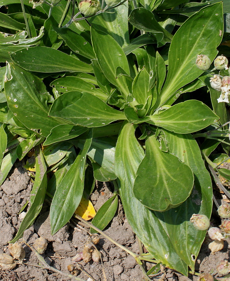 Image of Silene zawadzkii specimen.