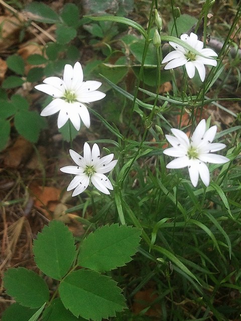 Image of Stellaria ciliatosepala specimen.