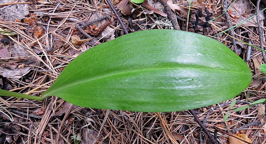 Изображение особи Platanthera bifolia.