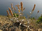 Sideritis euxina. Плодоносящее растение на обрывистом приморском склоне. Краснодарский край, м/о Анапа, окр. пос. Б. Утриш, прибрежная гора. 09.08.2013.