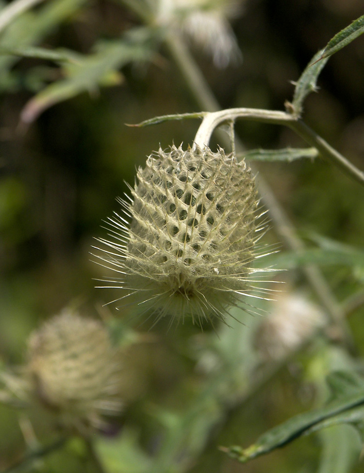 Изображение особи Cirsium chlorocomos.