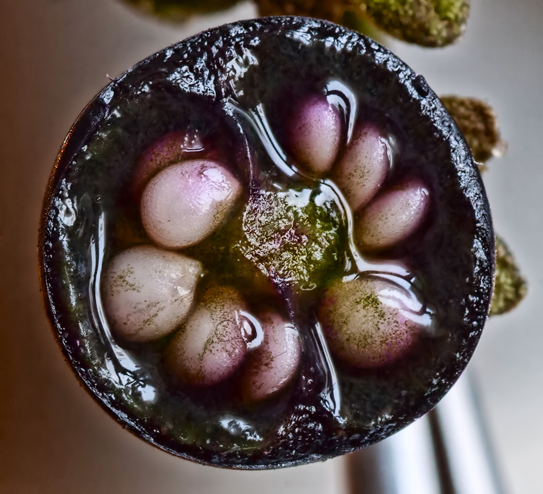 Image of Solanum nigrum specimen.