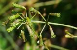 Commicarpus plumbagineus