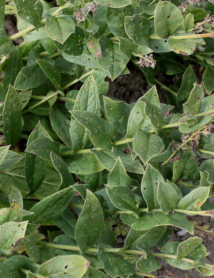 Image of Pseudomertensia echioides specimen.