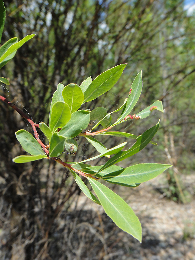 Изображение особи Chosenia arbutifolia.