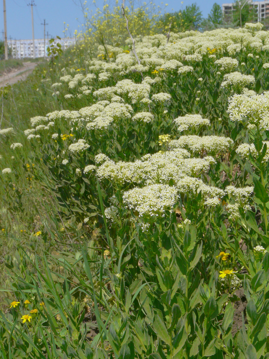 Image of Cardaria draba specimen.