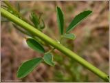 Melilotus albus. Часть стебля с листьями. Чувашия, окр. г. Шумерля, обочина дороги к хлебозаводу. 29 июня 2009 г.