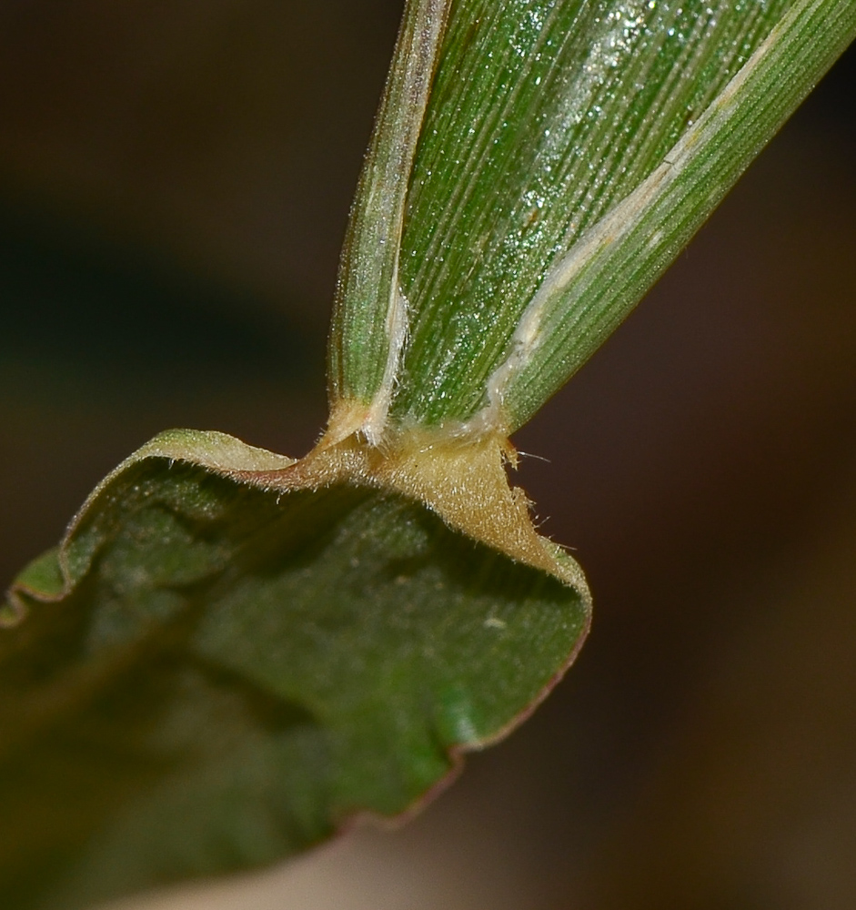 Изображение особи Cenchrus echinatus.