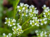 Cochlearia arctica. Соцветия. Карелия, Лоухский р-н, окр. пос. Чкаловский, Белое море, о. Чернышёв. 15.06.2013.