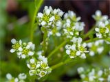 Cochlearia arctica