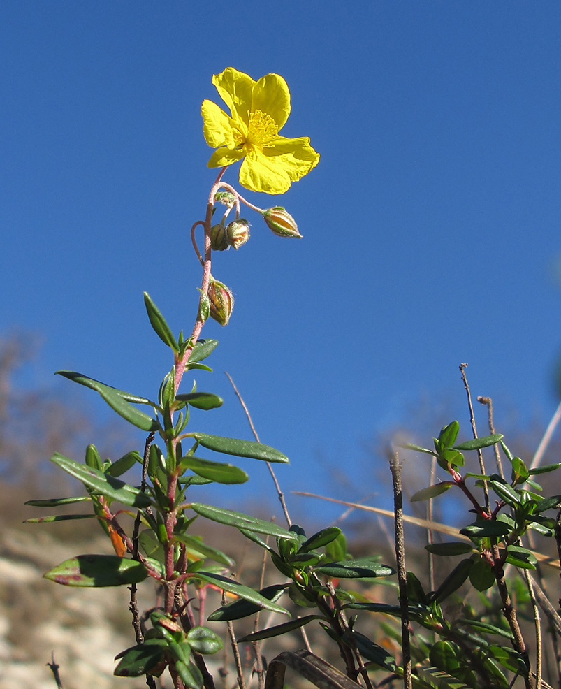 Image of Helianthemum ovatum specimen.