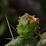 Opuntia cochenillifera