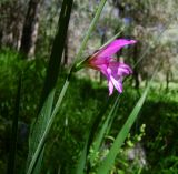 Gladiolus italicus