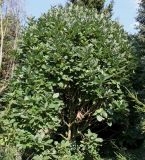 genus Quercus. Вегетирующее растение. Германия, г. Дюссельдорф, Ботанический сад университета. 04.09.2013.