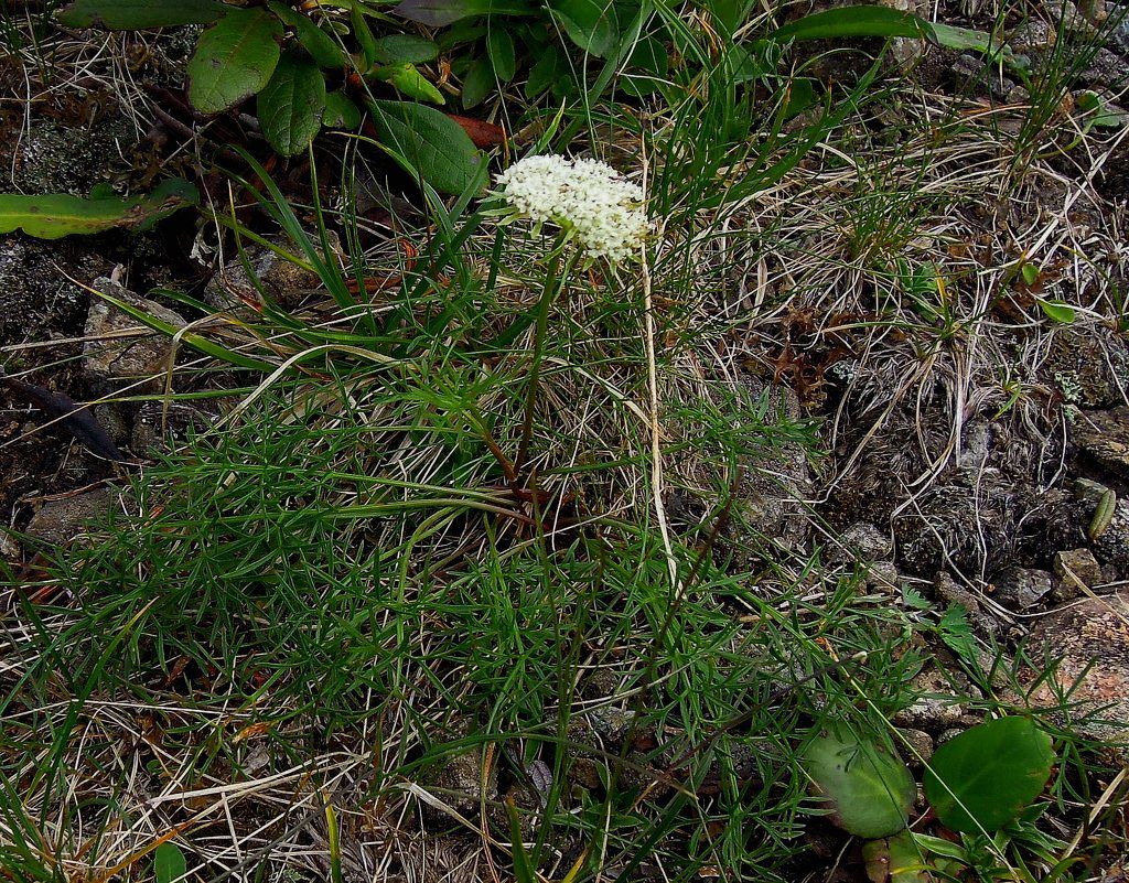 Изображение особи Pachypleurum alpinum.