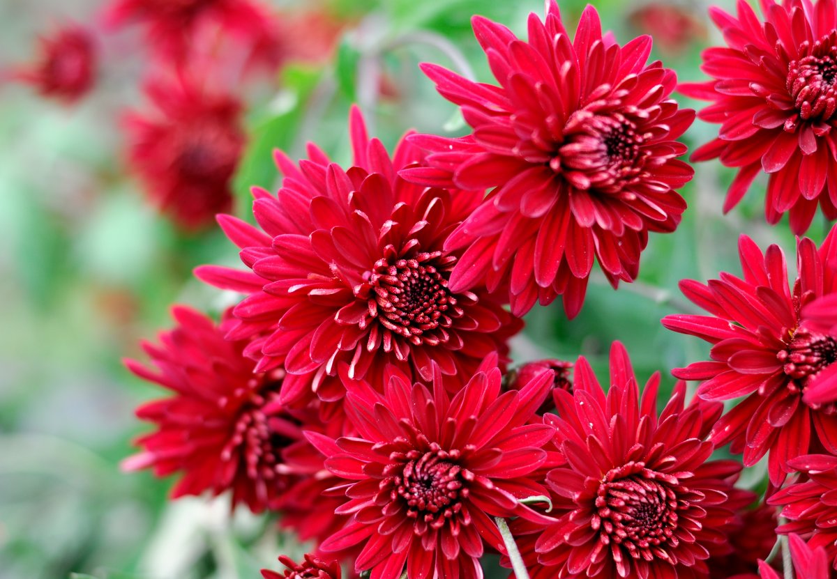 Image of Chrysanthemum indicum specimen.