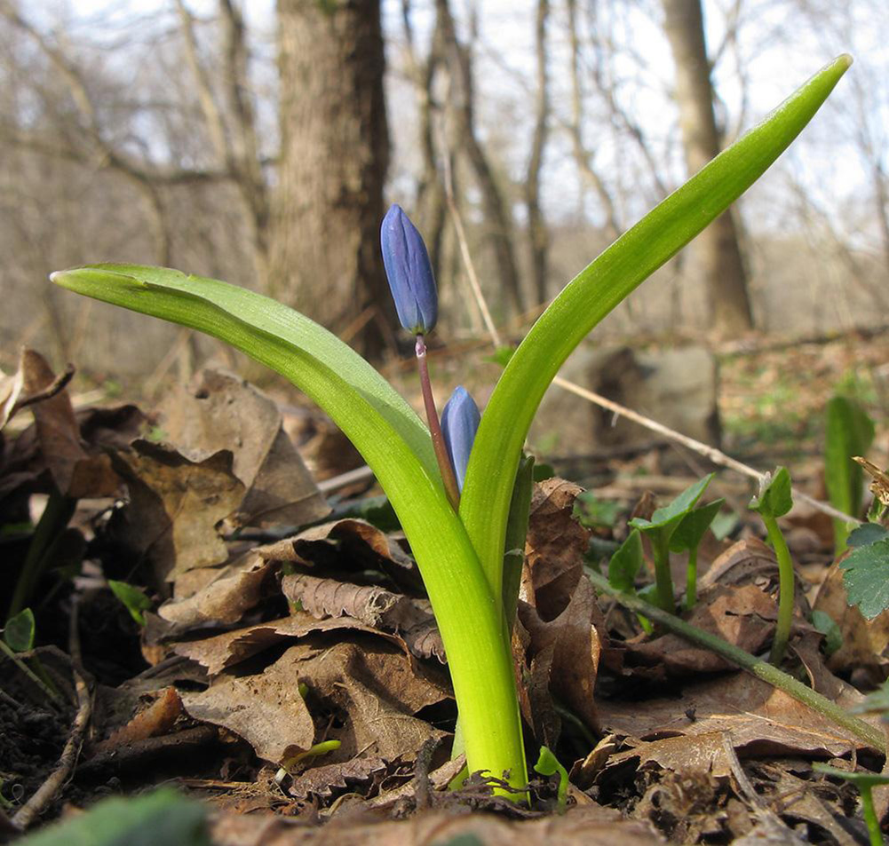 Изображение особи Scilla siberica.