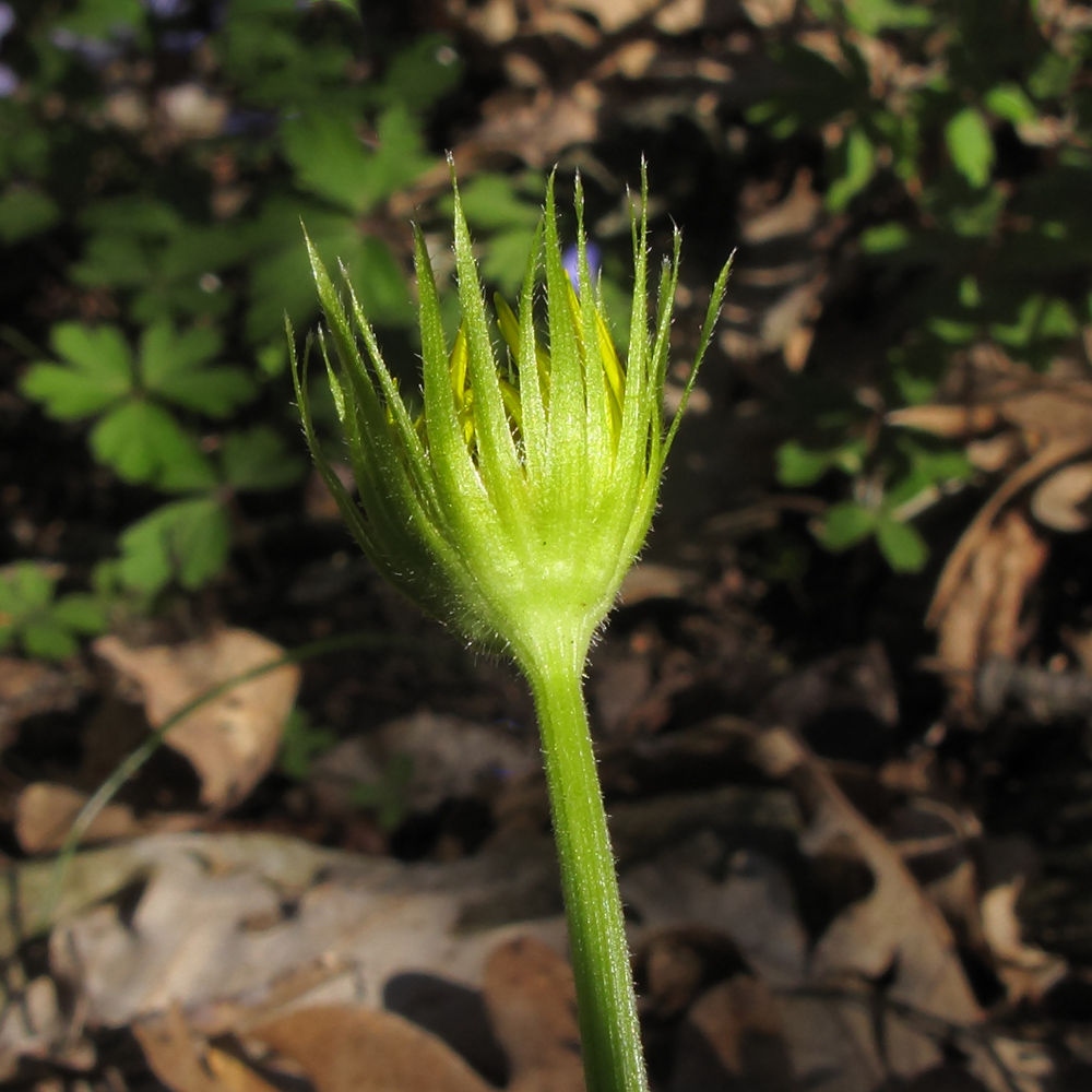 Изображение особи Doronicum orientale.