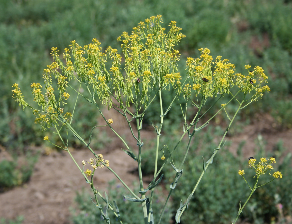 Image of Isatis costata specimen.