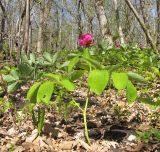 Paeonia caucasica. Цветущее растение. Краснодарский край, Абинский р-н, окр. станицы Шапсугская, дубово-грабовый лес. 13.04.2014.