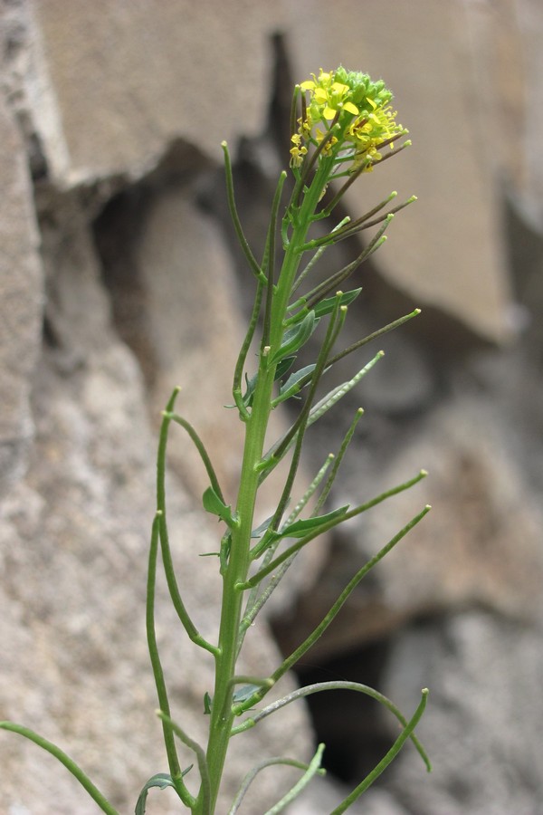 Image of Sisymbrium confertum specimen.