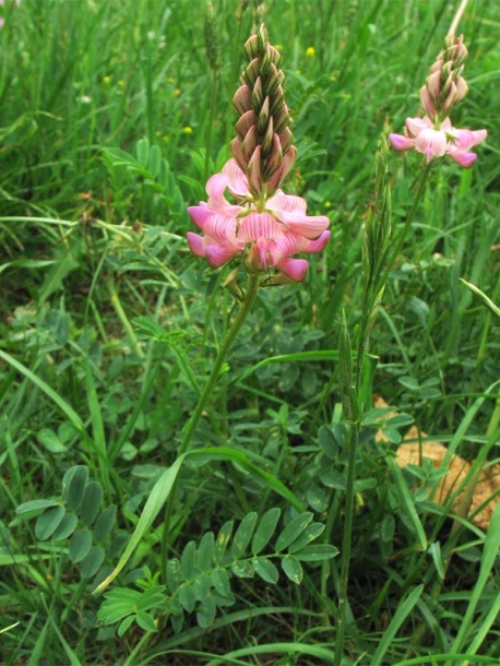 Image of Onobrychis viciifolia specimen.