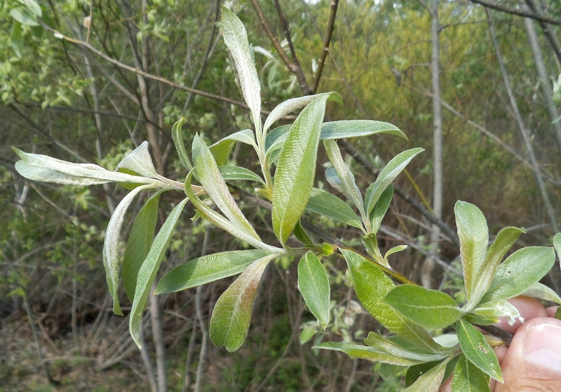 Image of Salix &times; reichardtii specimen.