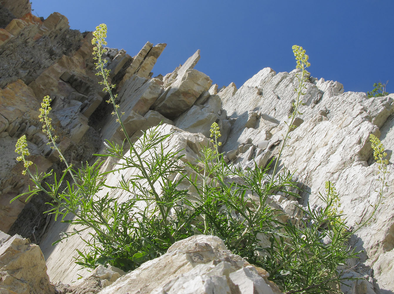 Изображение особи Reseda lutea.