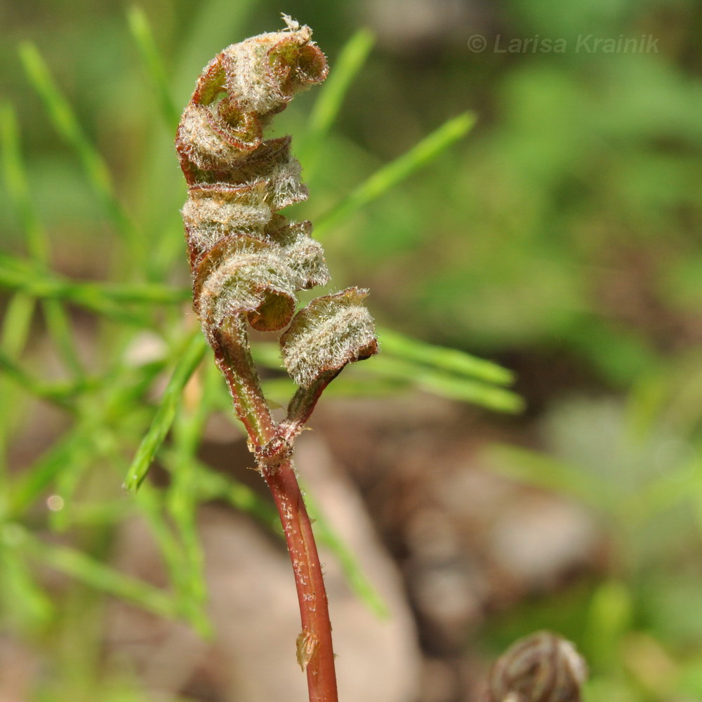 Изображение особи Onoclea sensibilis.