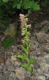 Epipactis helleborine. Цветущее растение. Крым, окр. Феодосии, гора Эчкидаг, каменистая осыпь, среди кустарников. 7 июня 2014 г.