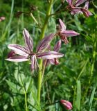 Dictamnus caucasicus