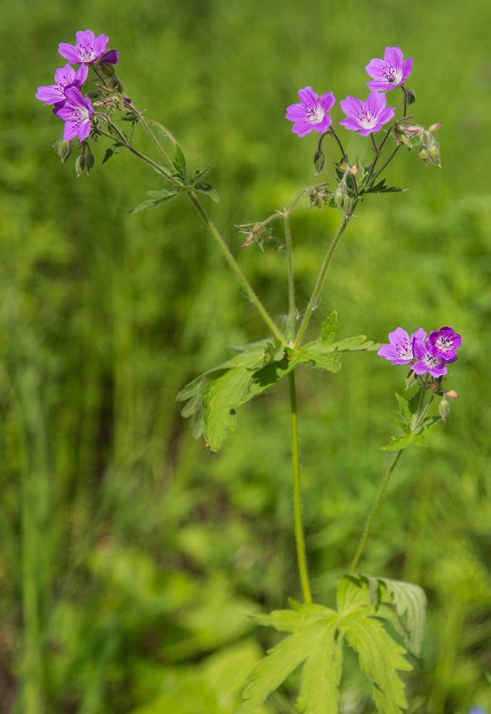 Изображение особи Geranium sylvaticum.