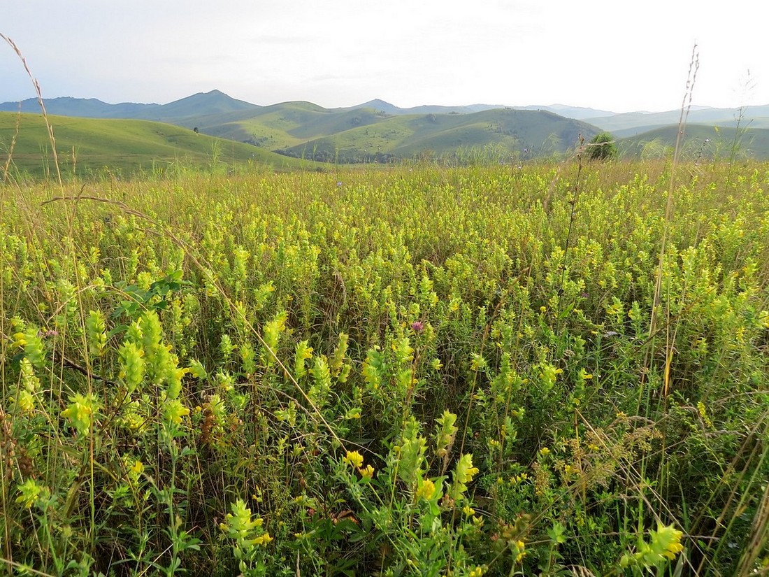 Изображение особи Rhinanthus aestivalis.