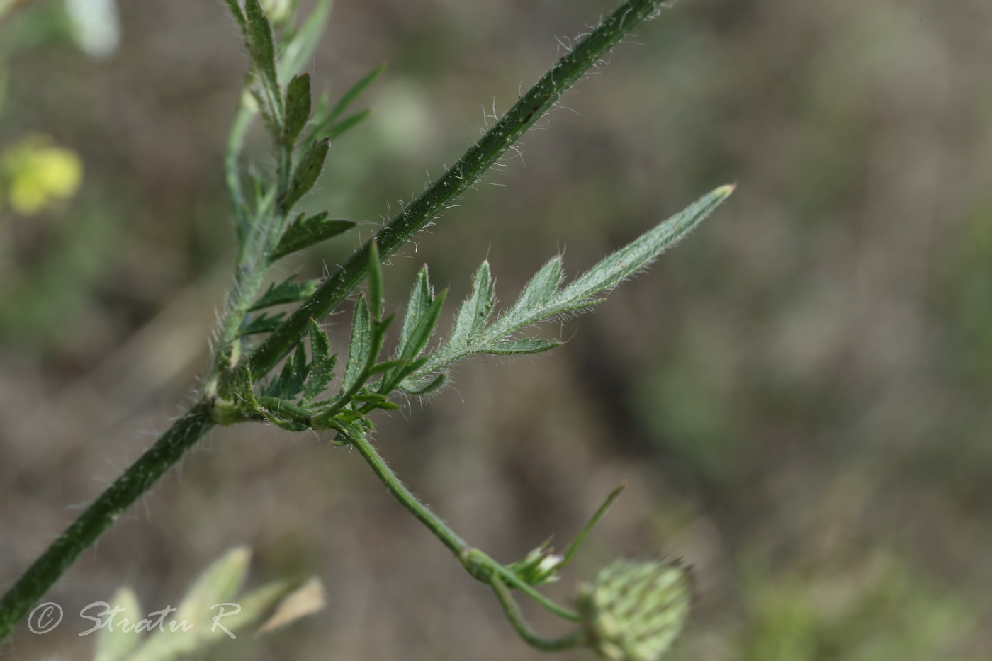 Изображение особи Cephalaria transsylvanica.